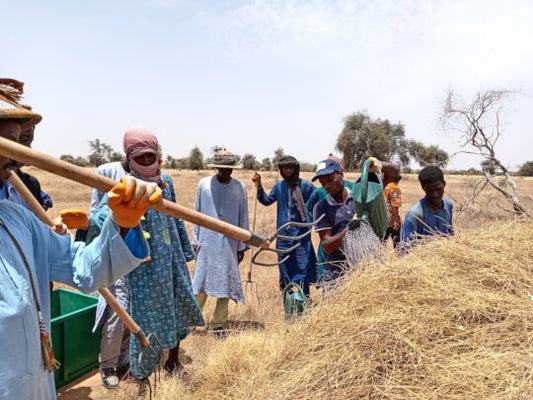 Great Green Wall: 2025 Update