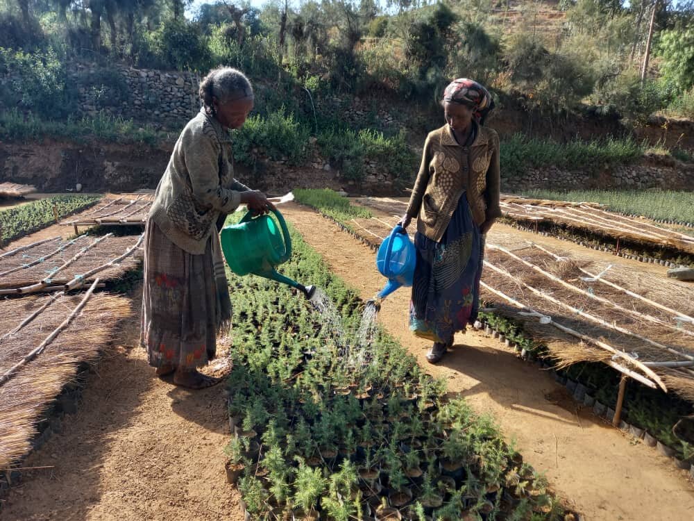 People watering plants in Tigray, Ethiopia. Plant-based candles, sustainable candles, eco-friendly candles, handmade candles, non-toxic candles, natural candles, organic candles, vegan candles, clean-burning candles.