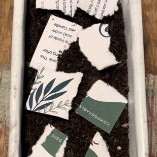 Plant Seed Card