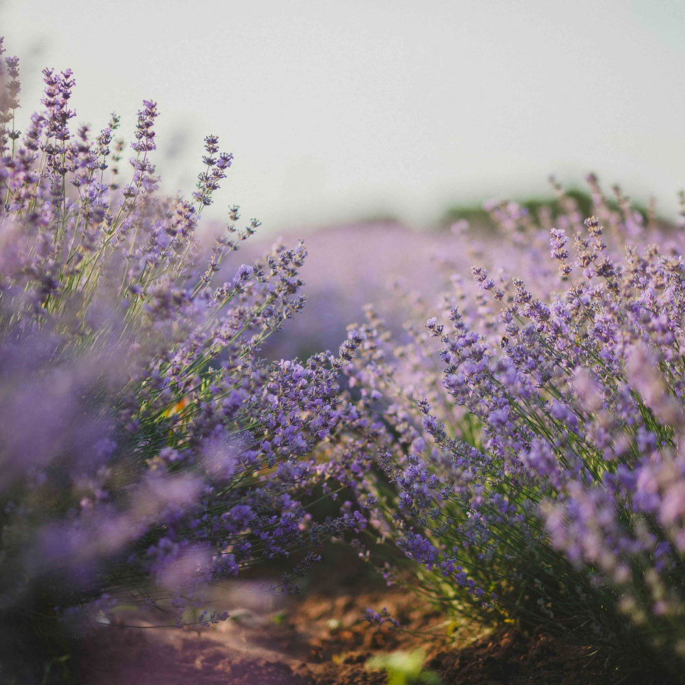 Image of lavender fields. Experience the comfort and nostalgia of our non-toxic fragrance collection, carefully crafted with intention and care. Each scent is rigorously tested to meet our high safety standards, free from harmful chemicals such as phthalates, carcinogens, and mutagens. Our fragrances evoke powerful memories and emotions, leaving a lasting impression on your senses. Choose from our enticing variety of scents and create new memories with our eco-friendly and safe fragrance collection.